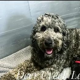 Shep - Australian Labradoodle