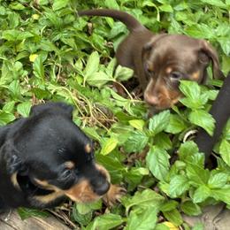 Cooper - Chocolate and tan male Dachshund puppy in Houston, Texas from Individual