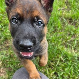 Dopey - Fawn male Belgian Malinois puppy in Signal Mountain, Tennessee from Torgun Police Dogs
