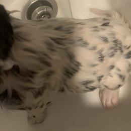 Dalmatian Puppies from Clarks 101 Dalmatians