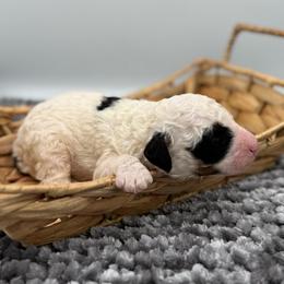 Montgomery - Parti male Poodle puppy in Greeneville, Tennessee from Smokey Mountain Sheepadoodles