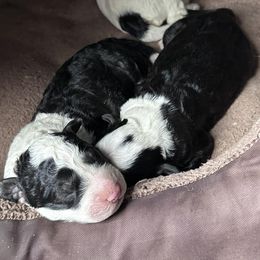 Sheepadoodles from Oodles and Oodles of Doodles
