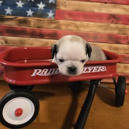 Boy 3 (Panda) - Cream male Pug puppy in Auburn, Kentucky from Prentice Family Pugs