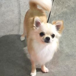 Chihuahuas from Showboat Chihuahuas