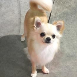 Chihuahuas from Showboat Chihuahuas
