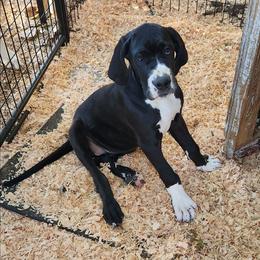 Mantle female - Mantle female Great Dane puppy in Gig Harbor, Washington from Lakaya Danes