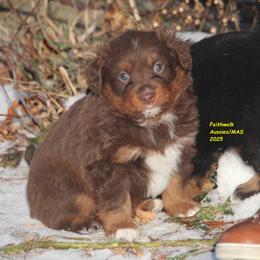 Kenobi - Red tri-color male Miniature American Shepherd puppy in Hillsdale, Michigan from Faithwalk Aussies and Mini American Shepherds