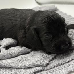 AKC limited Purple Girl - Black female Dachshund puppy in Bartlesville, Oklahoma from OkieDokieDox