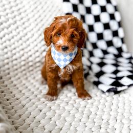 Luffy - Red  male Goldendoodle puppy in Springville, Utah from Happy Doodle