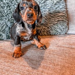 Dachshund Puppies from Cotton Hill Dachshunds