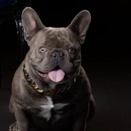 French Bulldogs from Darrion Gatling's French Bulldogs