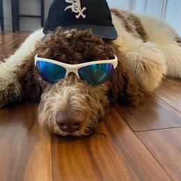 Bernedoodle and Goldendoodle All Grown Up from A.N.A. Doodles
