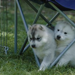 Siberian Husky Puppies from Shedenara Siberians