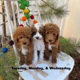 Bernedoodle, Cavalier King Charles Spaniel, Cavapoo, Goldendoodle, and Poodle Puppies from Gypsi Doodles & Poodles LLC.