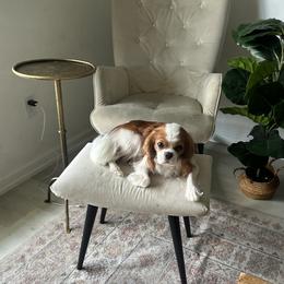 Cavalier King Charles Spaniel Puppies from Cane Creek Cavaliers