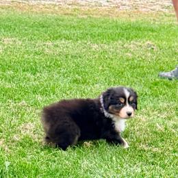 Fried Pickle - Black tri-color male Australian Shepherd puppy in Ashland, Ohio from SS Australian Shepherds