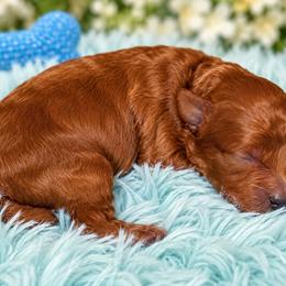 Bruno - Red  male Poodle puppy in Atlanta, Georgia from ATLANTA POODLE BREEDER (AKC)