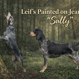 Sally - Bluetick Coonhound