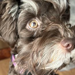 Miniature Schnauzers from Tamika Shelton