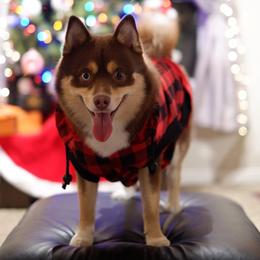 Milkshake - Pomsky