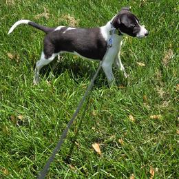 Whippet Puppies from Hertzog  Whippets