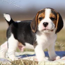AKC 'Dodger' - Black tan and white male Beagle puppy in Lamar, Missouri from Marti Acres ~ Boston Terrier & Beagles
