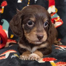 Samie Sosa Cerklefskie - Chocolate and tan female Dachshund puppy in Cowen, West Virginia from Bennett Babies