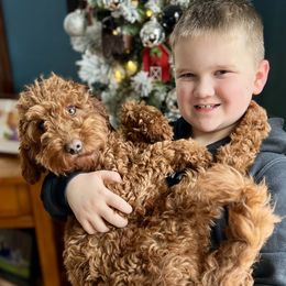 Ellie - Goldendoodle