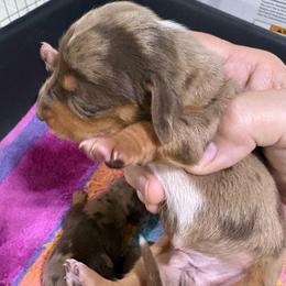 Clark - Dapple male Dachshund puppy in Fayetteville, Pennsylvania from PA's Darling Doxies
