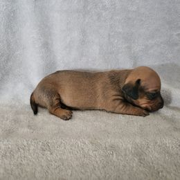 Heidi - Red female Dachshund puppy in Florence, Arizona from Doxie Town Az