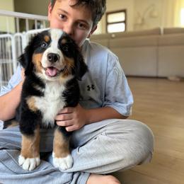 Bruno - Tri-color male Bernese Mountain Dog puppy in Yuciapa, California from AlltheDoodlez_