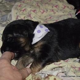 German Shepherd Puppies from Import German Shepherds of Kansas