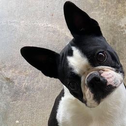 Boston Terrier and Miniature Bull Terrier Puppies from Paniola Farms