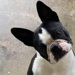 Boston Terrier and Miniature Bull Terrier Puppies from Paniola Farms