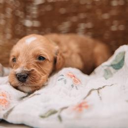 Green Boy - Red male Cavapoo puppy in Mckinney, Texas from Doodles of North Tx
