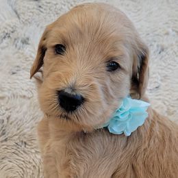 Girl 2 - Goldendoodle puppy in Le Roy, Minnesota from Doodles by the Dam