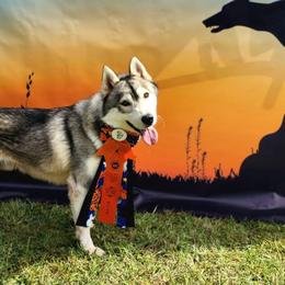 Siberian Huskies from LaddofOzz DarkMoon Siberians