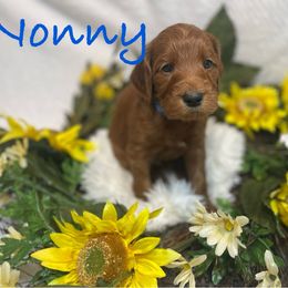 Nonny - Red  Goldendoodle puppy in Humble, Texas from Texas Shine Doodles
