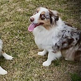 Miniature American Shepherd Puppies from HeartSong Australian Shepherds