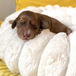 Jefferson - Chocolate and tan male Dachshund puppy in Austin, Texas from Duchess Daphne's Doxie Empire