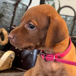 Miss Pink - Golden rust female Vizsla puppy in Agua Dulce, California from Waterfall Ranch Hungarian Vizslas