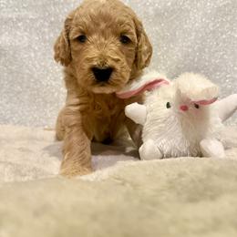 Boy 3 - male Goldendoodle puppy in Temecula, California from Doodle Dreams