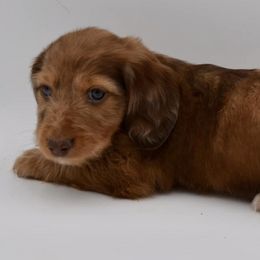 Dachshunds from Keller’s Dachshunds