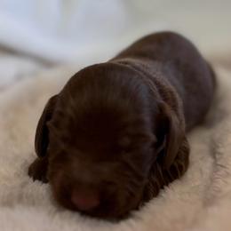 Levi - Chocolate and tan male Dachshund puppy in Wallingford, Kentucky from Hensley Homestead Dachshunds