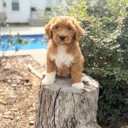 Alex - Red  male Goldendoodle puppy in Rose Hill, North Carolina from Red Door Canines