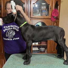 Great Dane Puppies from Hladik Great Danes