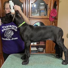 Great Dane Puppies from Hladik Great Danes
