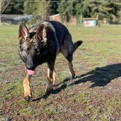 German Shepherds from Freedom Acres Farm