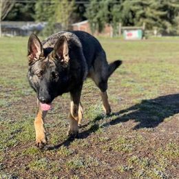 German Shepherds from Freedom Acres Farm