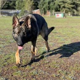 German Shepherds from Freedom Acres Farm